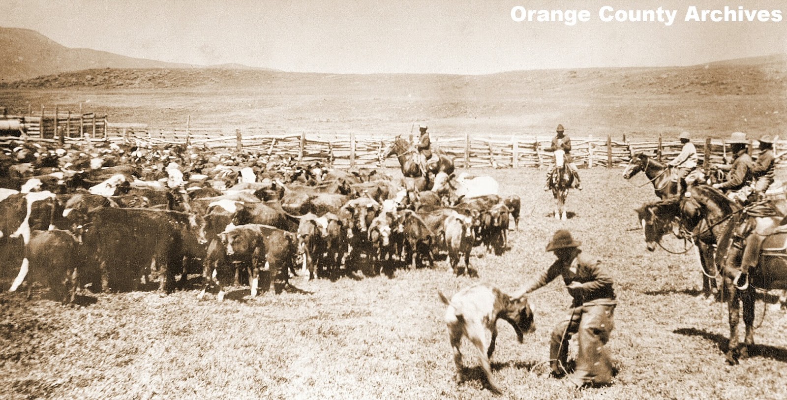 O.C. History Roundup Cow Punching in Old Orange County