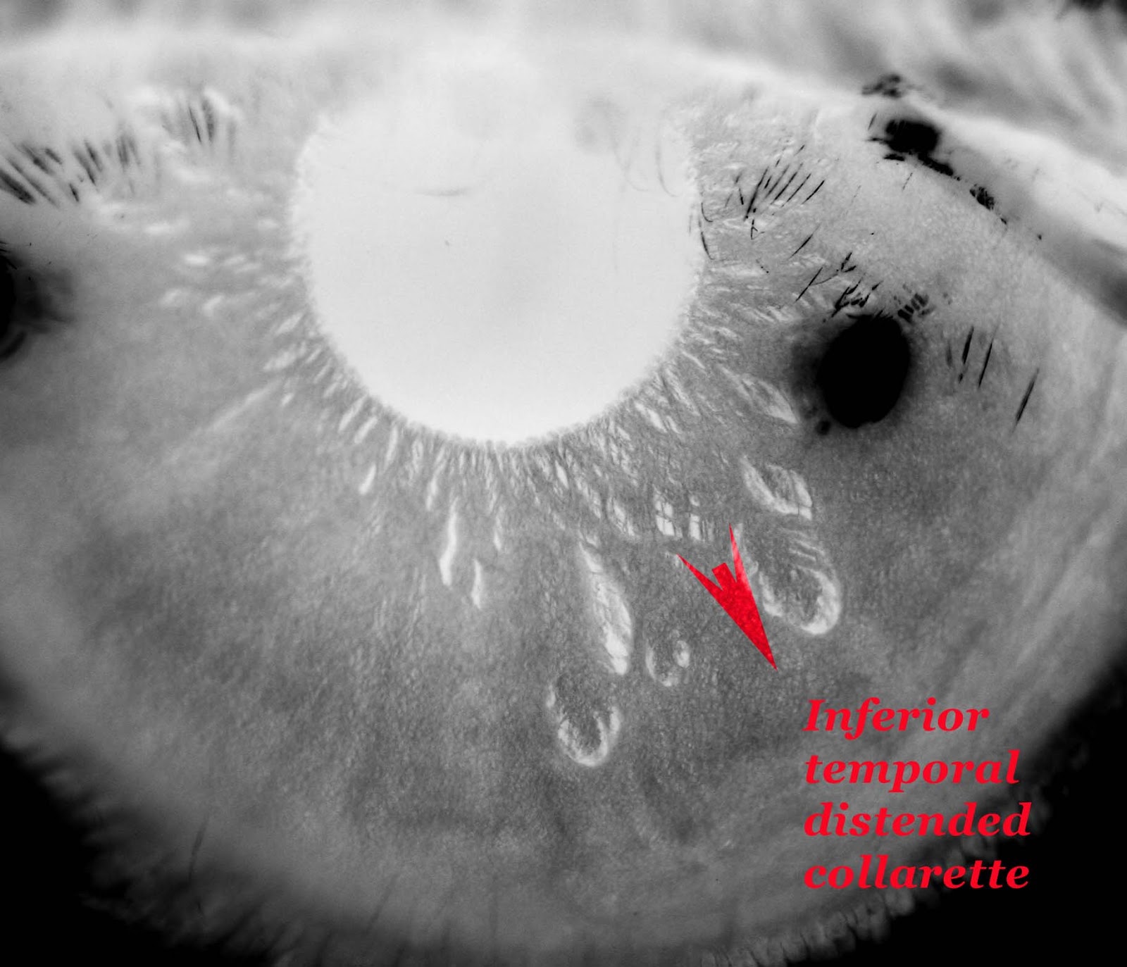 Modern & Multidimensional Iridology June 2013