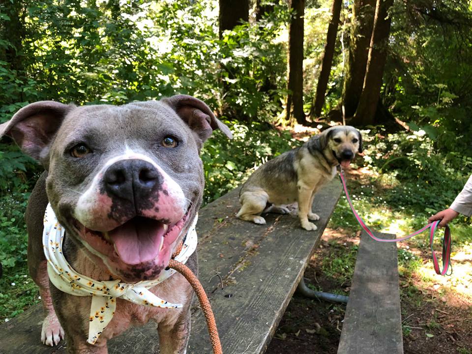 Shelter Dogs of Portland "MAXINE" sweetie young Pitbull needs TLC