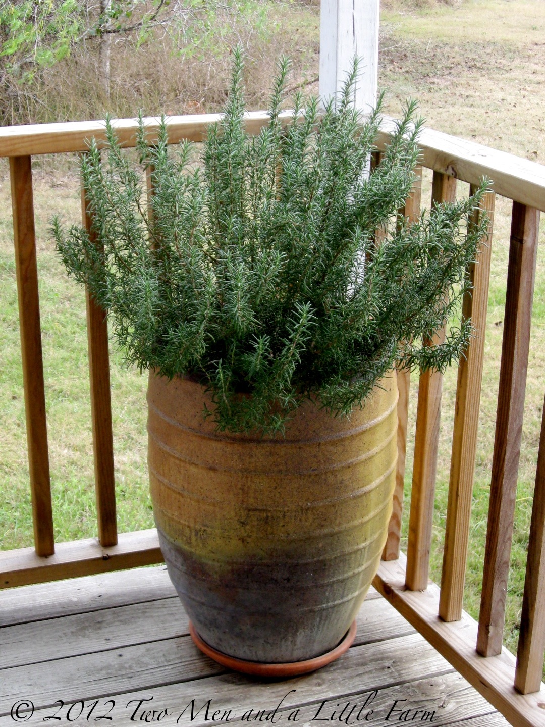 Two Men and a Little Farm PORCH ROSEMARY