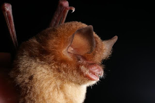 Cuban Greater Funnel Eared Bat Binatang Atau Hewan Langka Di Dunia Yang Terancam Punah