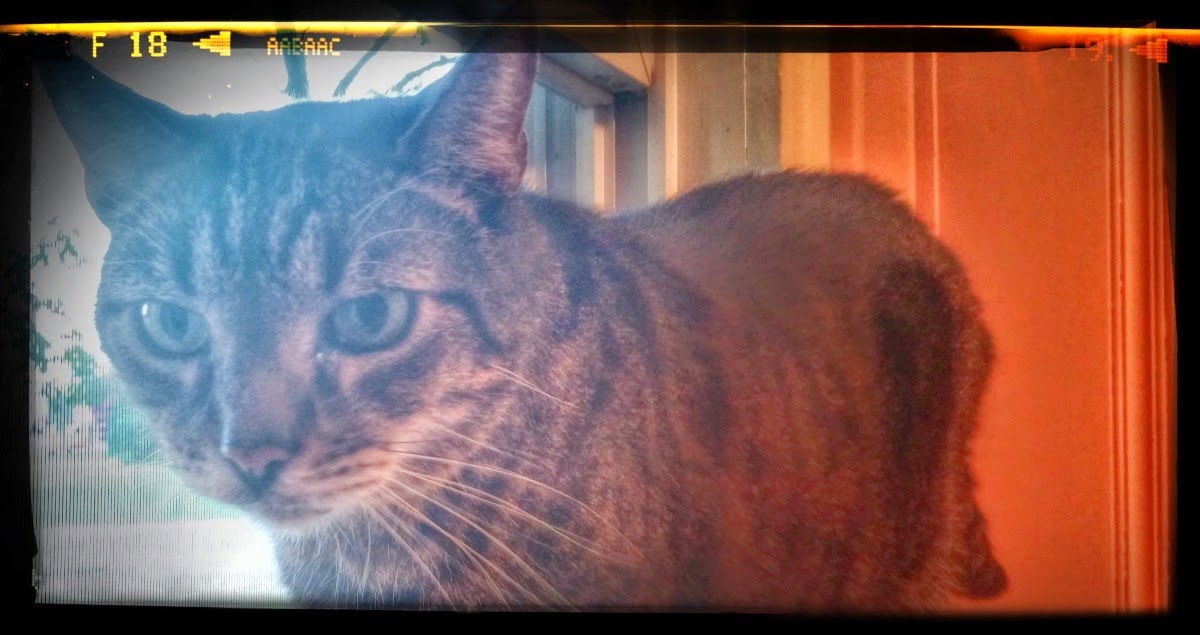 presto changeo! Window Gazer