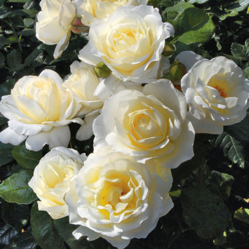 wayside gardens WaysidegardenRosa 'Florence Nightingale'