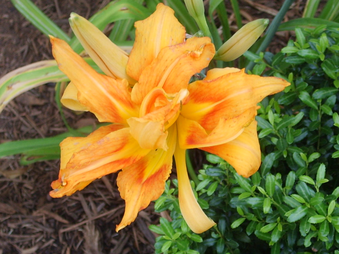 Lys