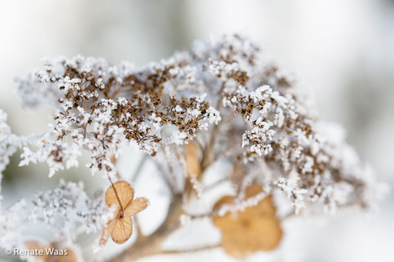 Winterzauber im Garten - Hortensien mit Raureif 