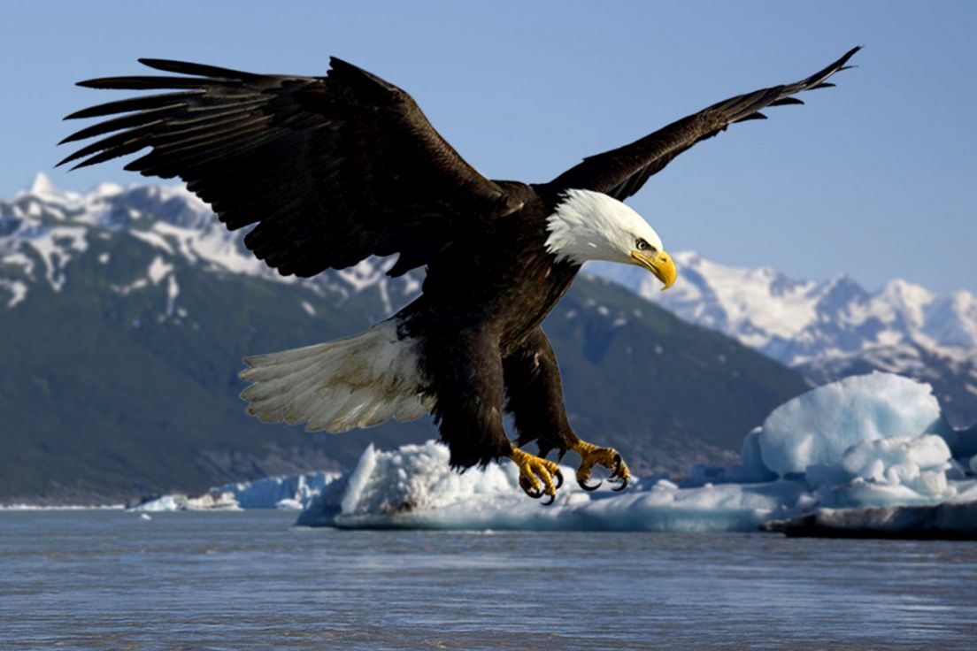 Bald Eagle | Best Wallpapers HD Collection