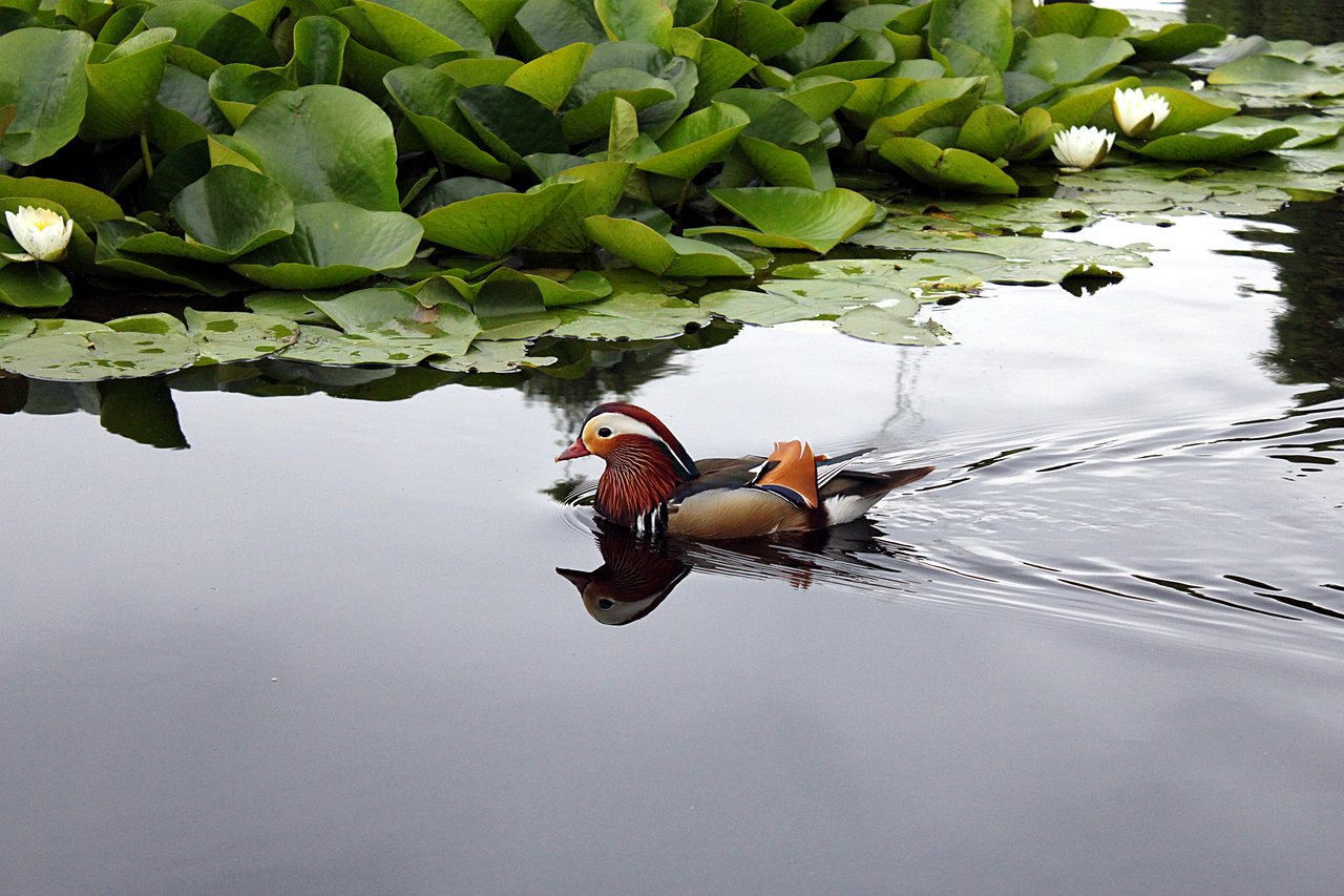 wallpapers-hub: Mandarin duck