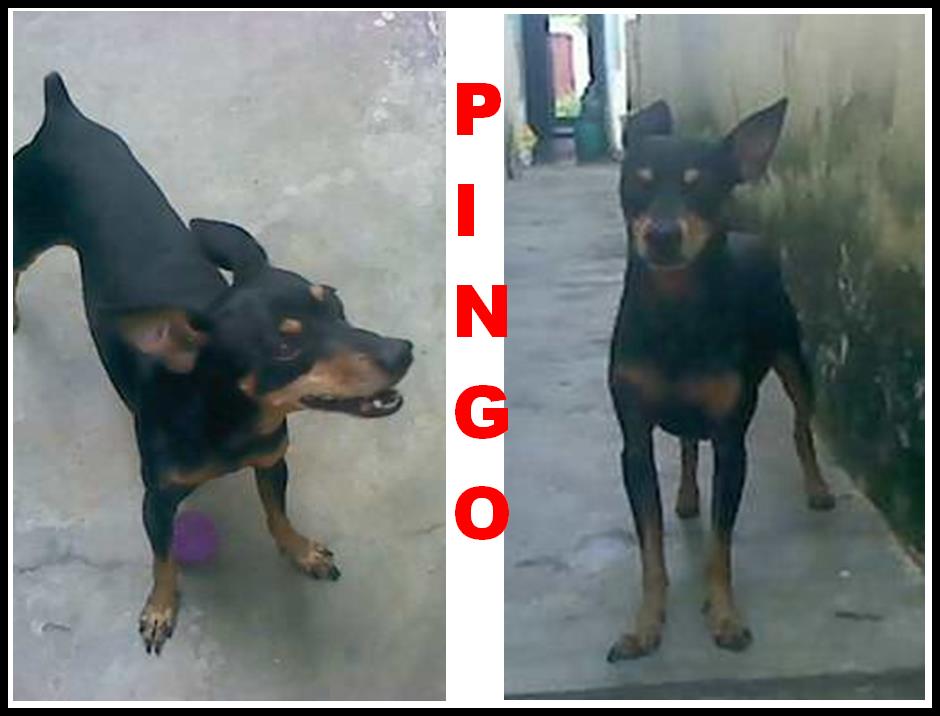 Doação de Pinscher Quatro Patas Adoção