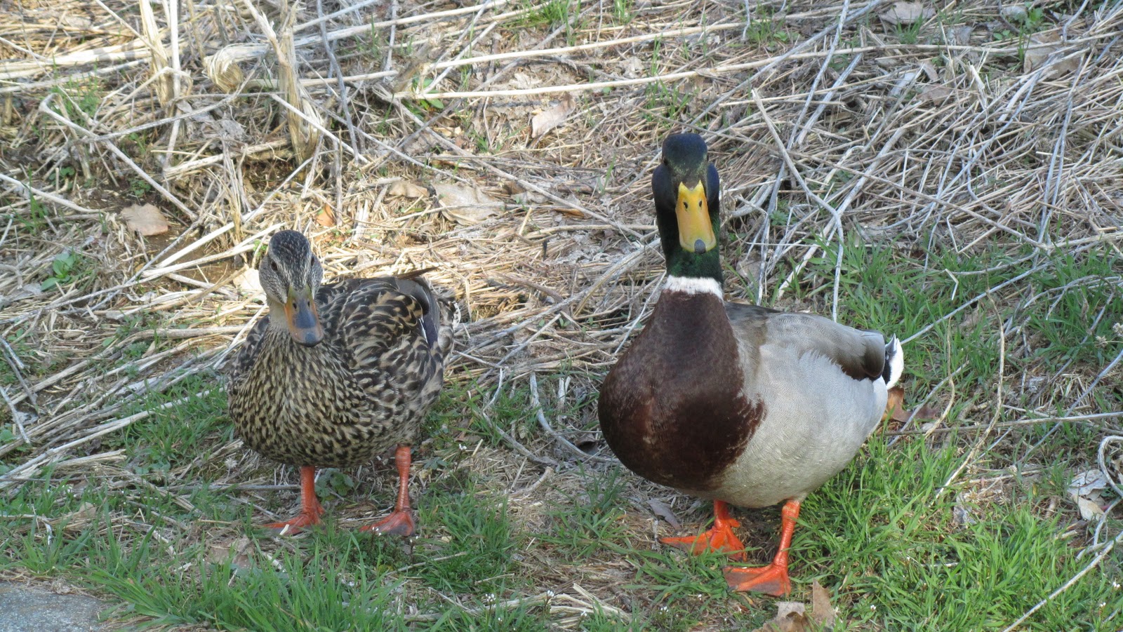 Just Jess My Visit to the Allentown Trout Hatchery
