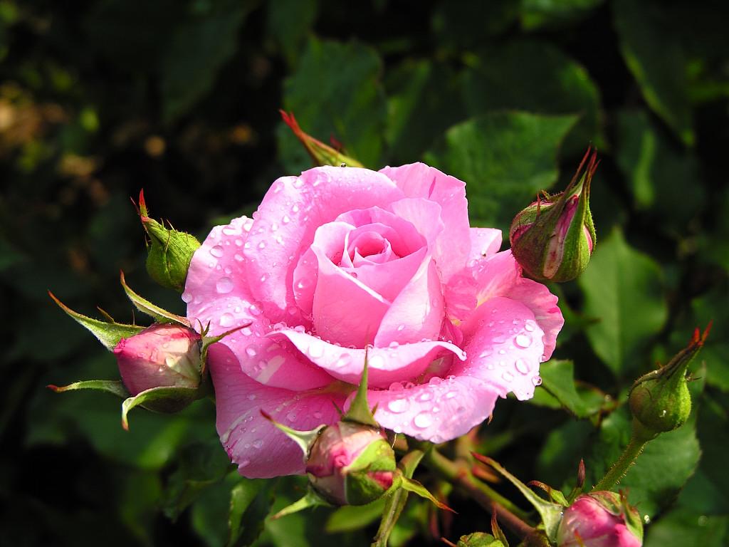 Get Images Beautiful Roses For You