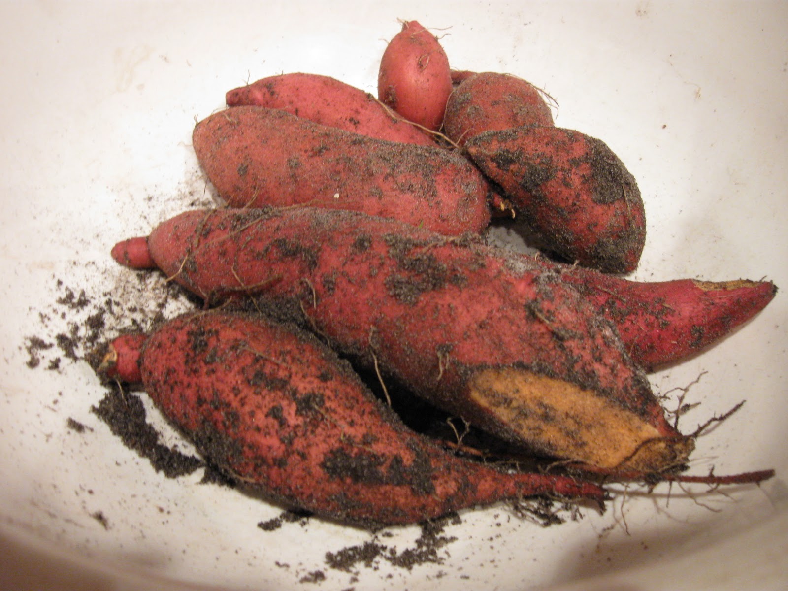 Growing Food in Florida Grocery store gifts sweet potatoes and peanuts