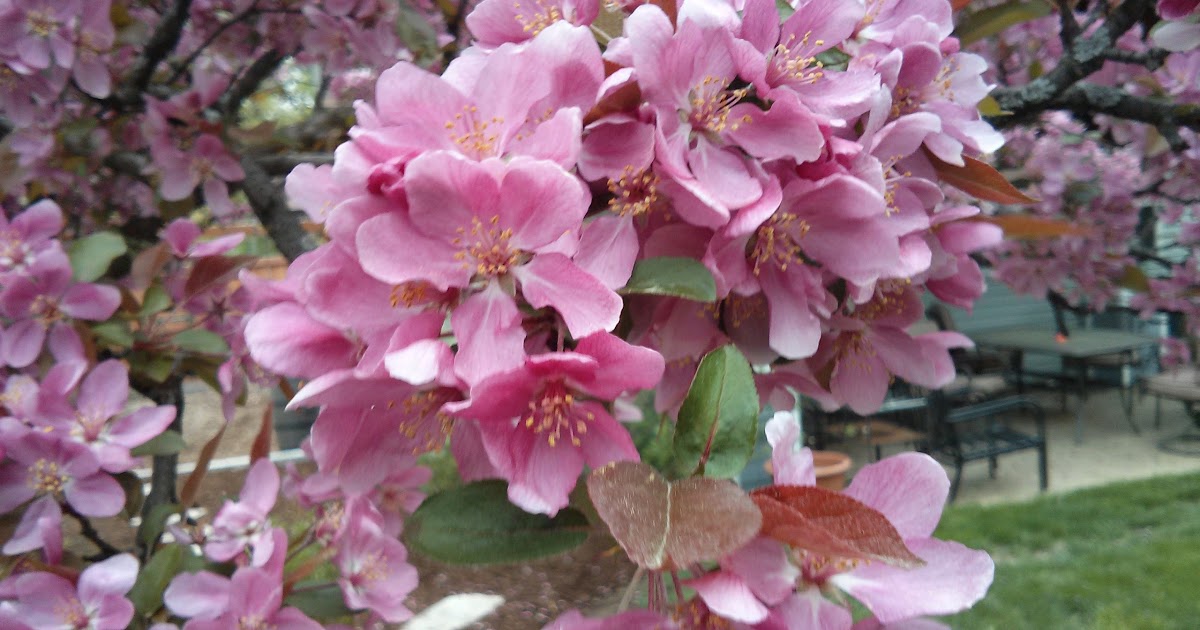 Fearless Gardening Hydrangeas 101
