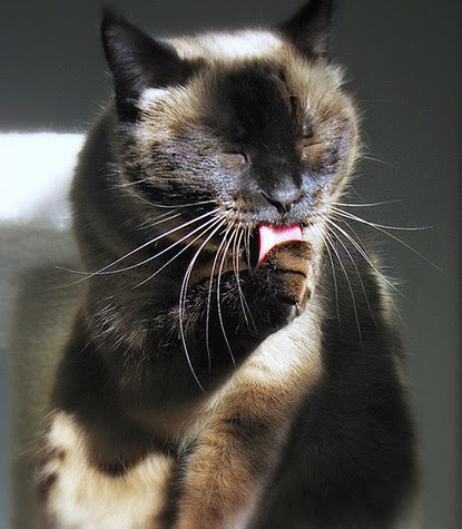 How to protect cats against fleas Grooming cat