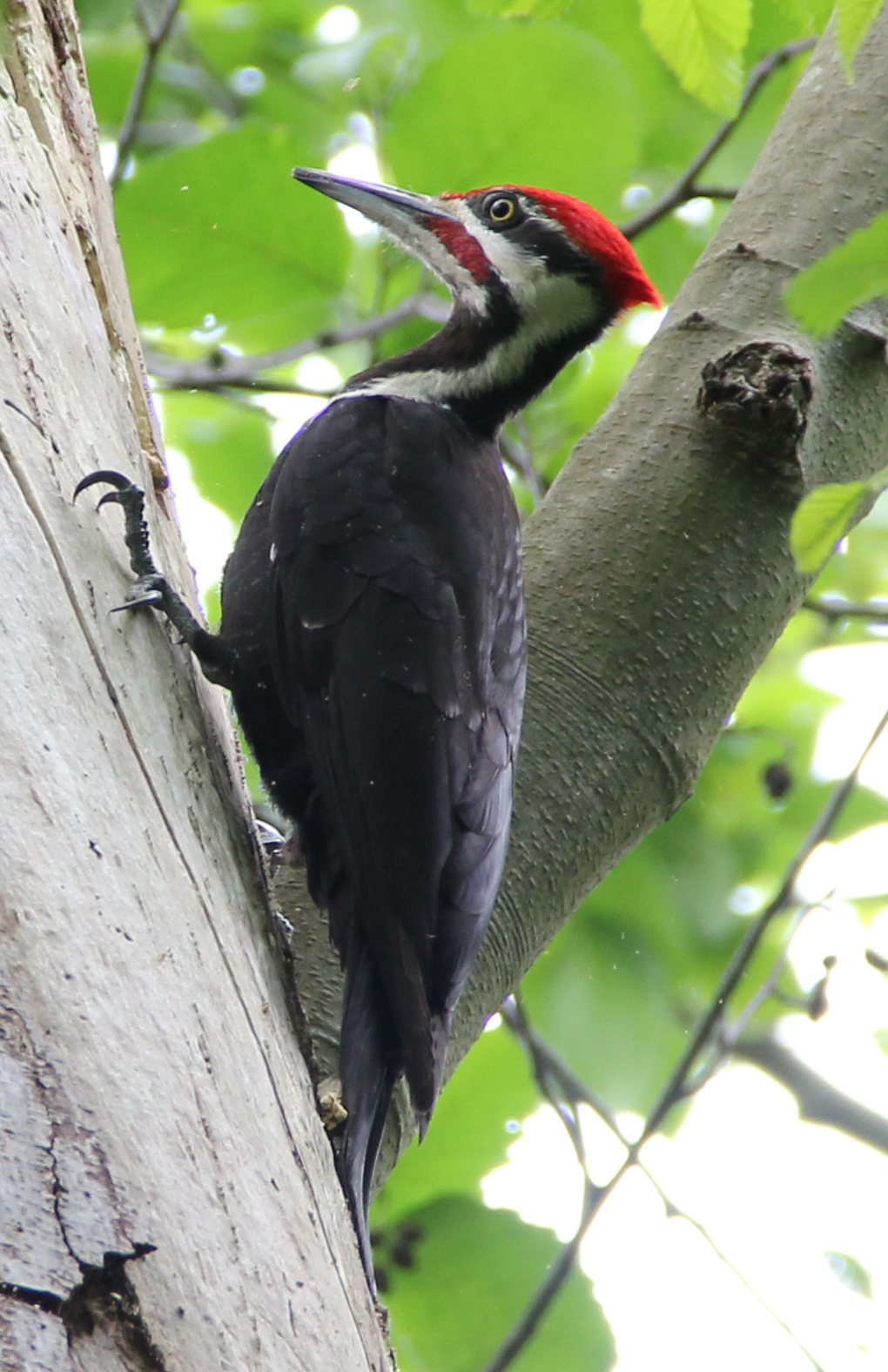 Lauren's Life Book: Pileated Woodpecker (Dryocopus pileatus)