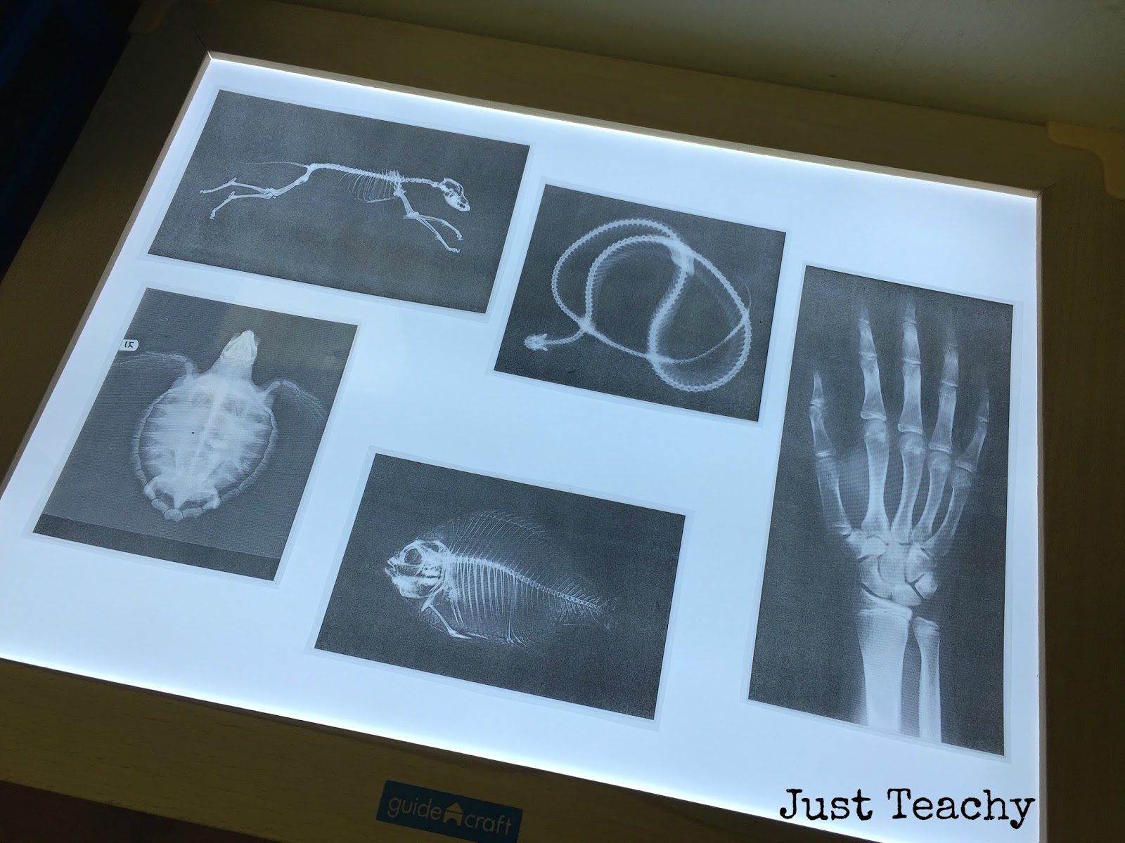 Just Teachy Our New Light Table