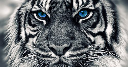 Contoh Report Text Harimau Putih Terjemahan