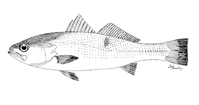 peces marinos argentinos Pescadilla de red Cynoscion guatucupa
