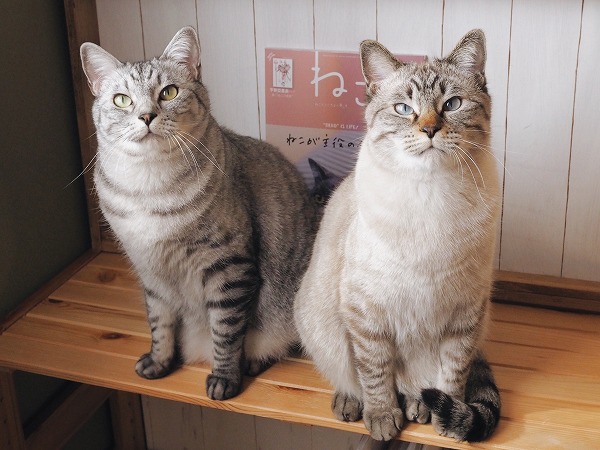 雑誌「ねこ」とサバトラ猫とシャムトラ猫の2ショット