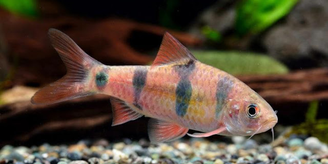 Ikan Everetti Barb (Puntius Everetti)