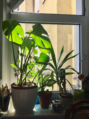 Pflanzen im Küchenfenster in der Mittagssonne