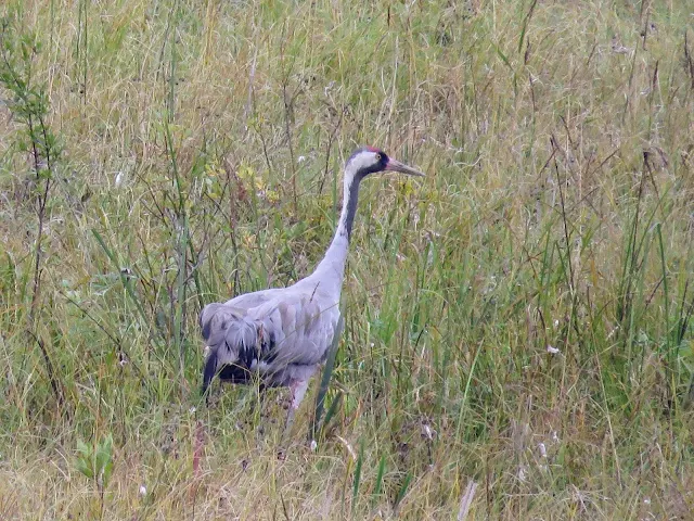 Finland road trip: Common crane at Siikalahti Nature Reserve in Eastern Finland