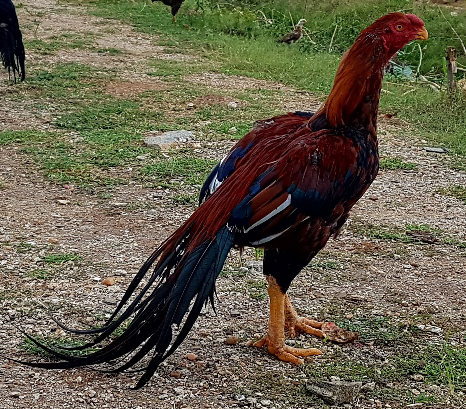 Parrot beak long tail aseels