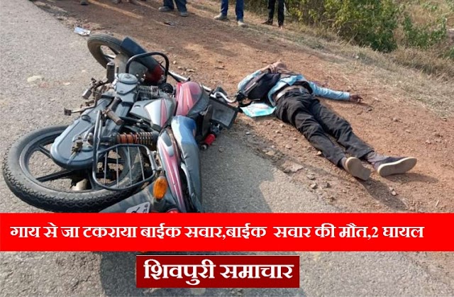 गाय से जा टकराया बाईक सवार, मौत, 2 घायल | kolaras news