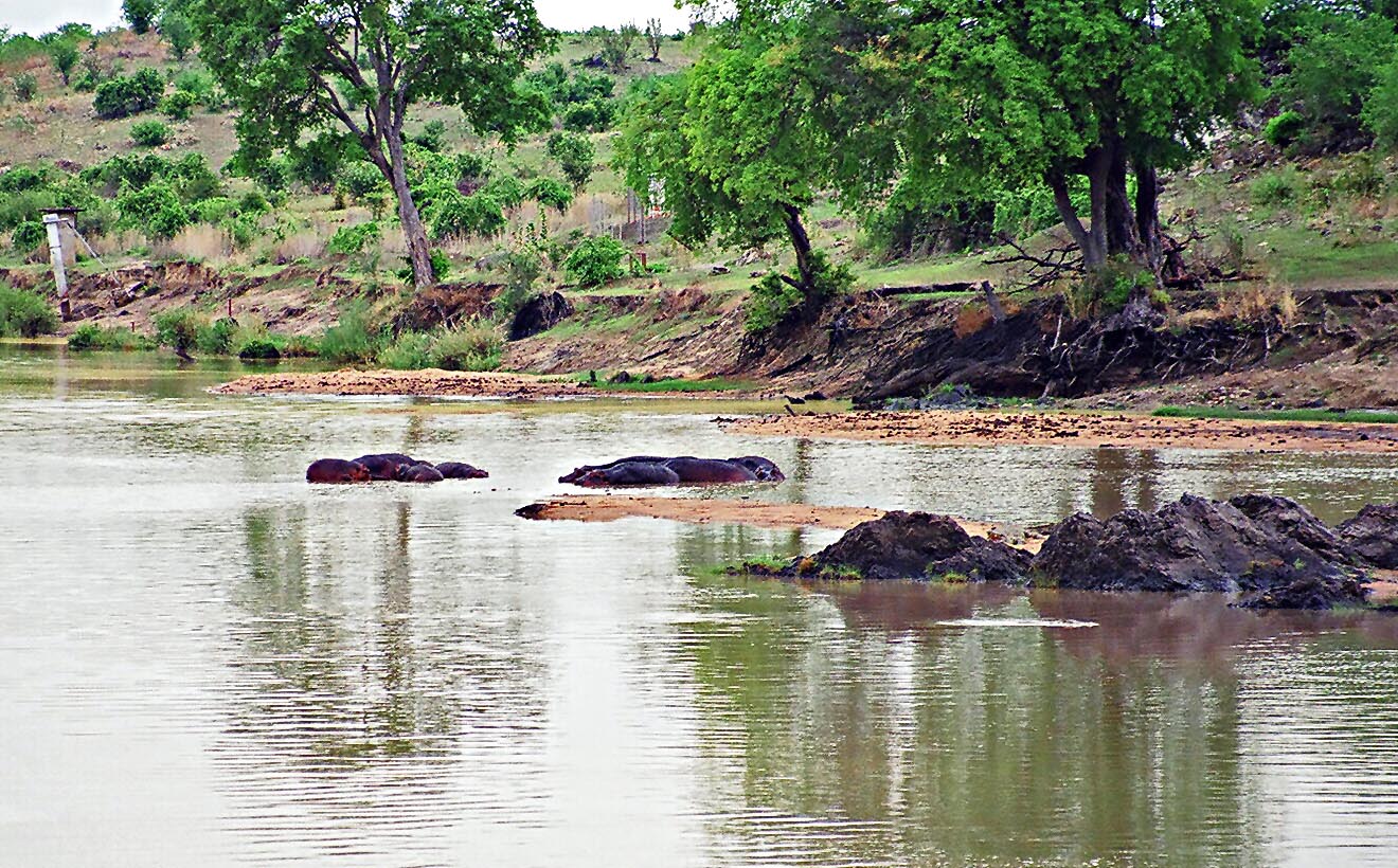 Stock Pictures Black Hippos in the wild