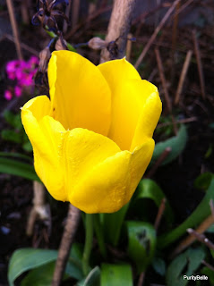 Yellow tulip in Spring