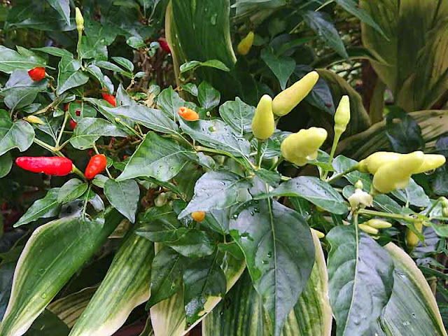 Capscium annuum L, peppers, Koregusu, Okinawa