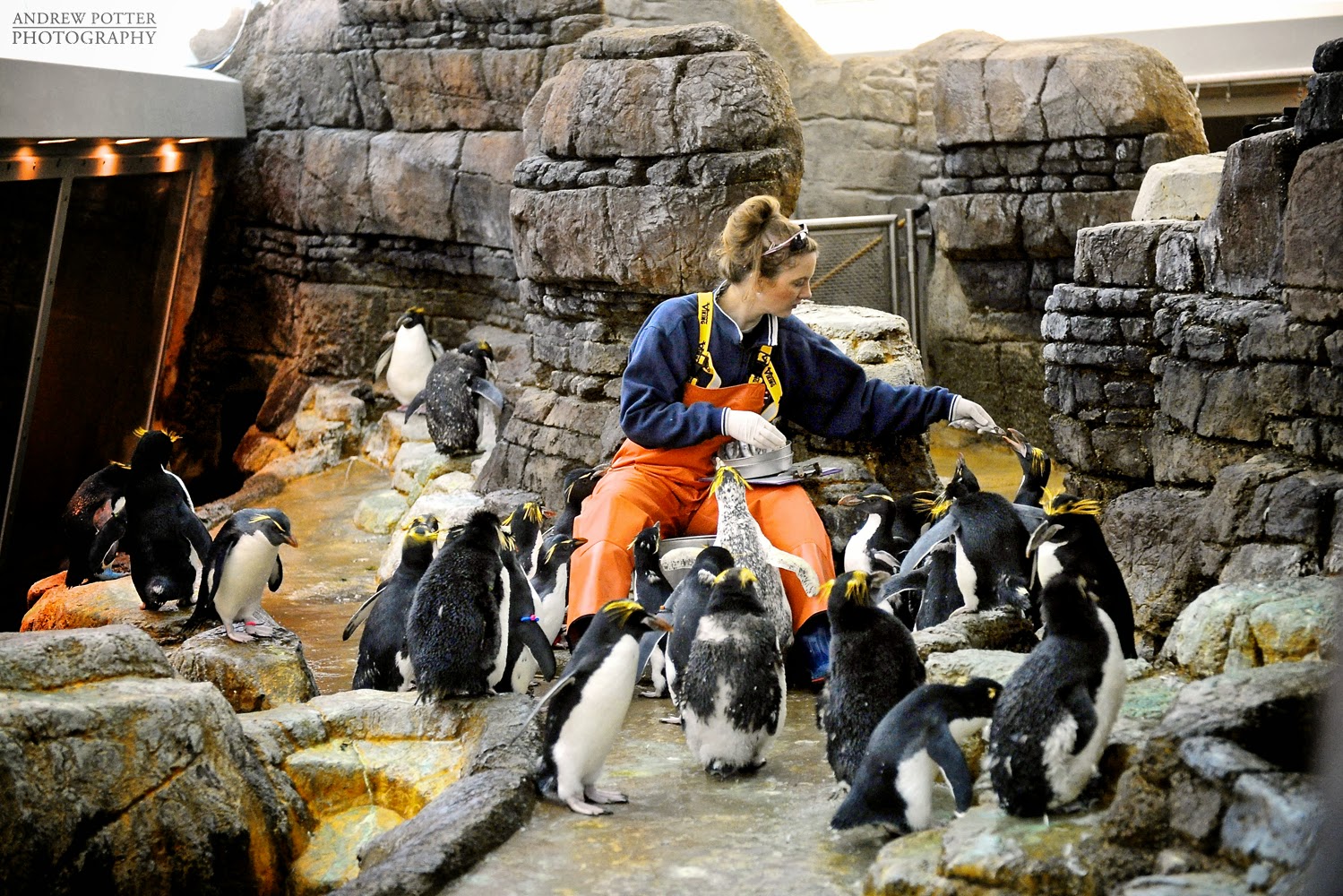Andrew Potter Photo Blog Penguin Feeding at The Detroit Zoo