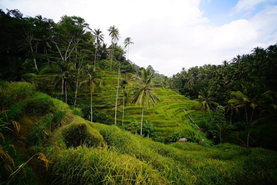 Tegalalang rice terraces in Ubud, Bali