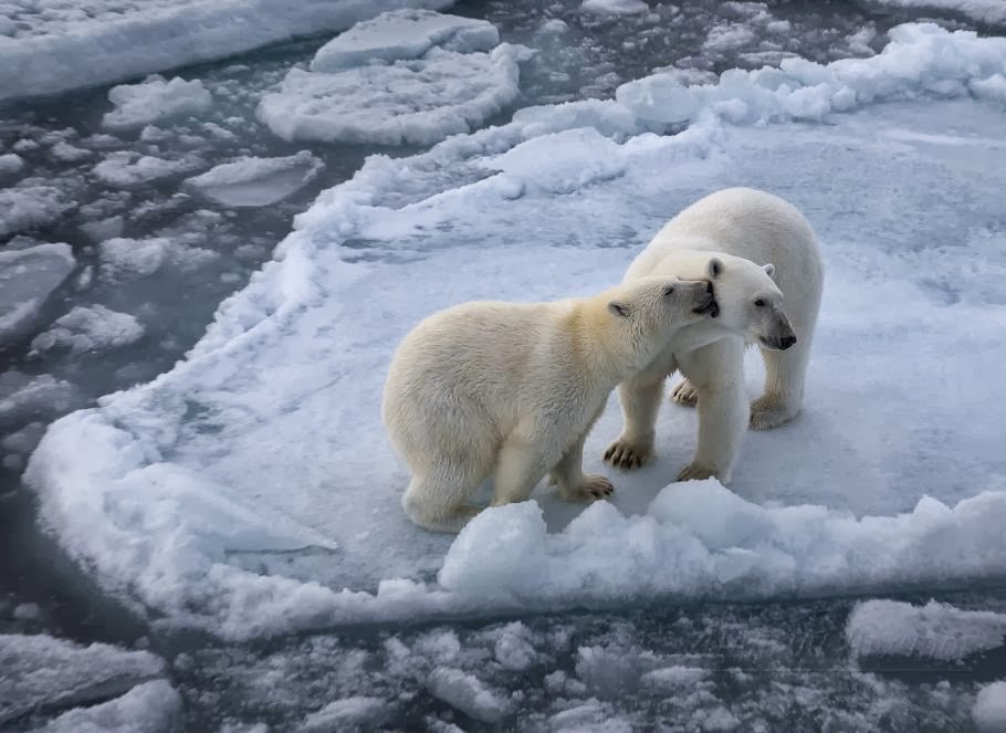 Incredibly Awesome Polar Bears Photography