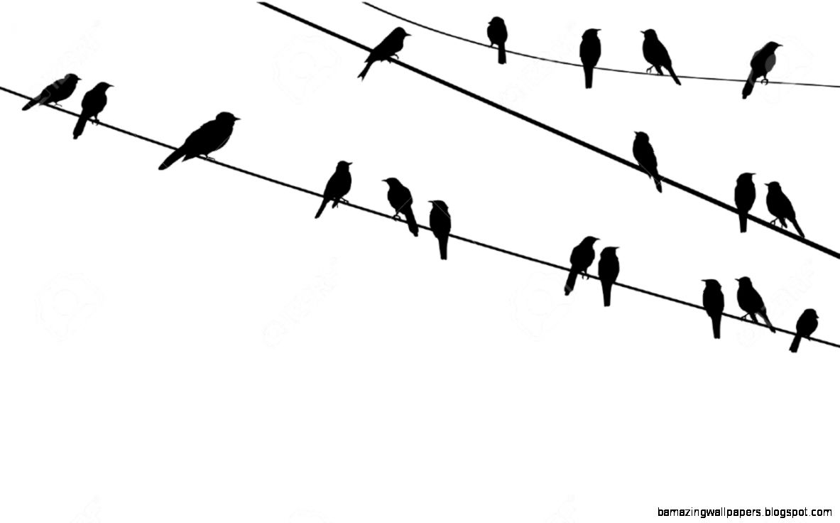 Birds On Wire Royalty Free Cliparts Vectors And Stock