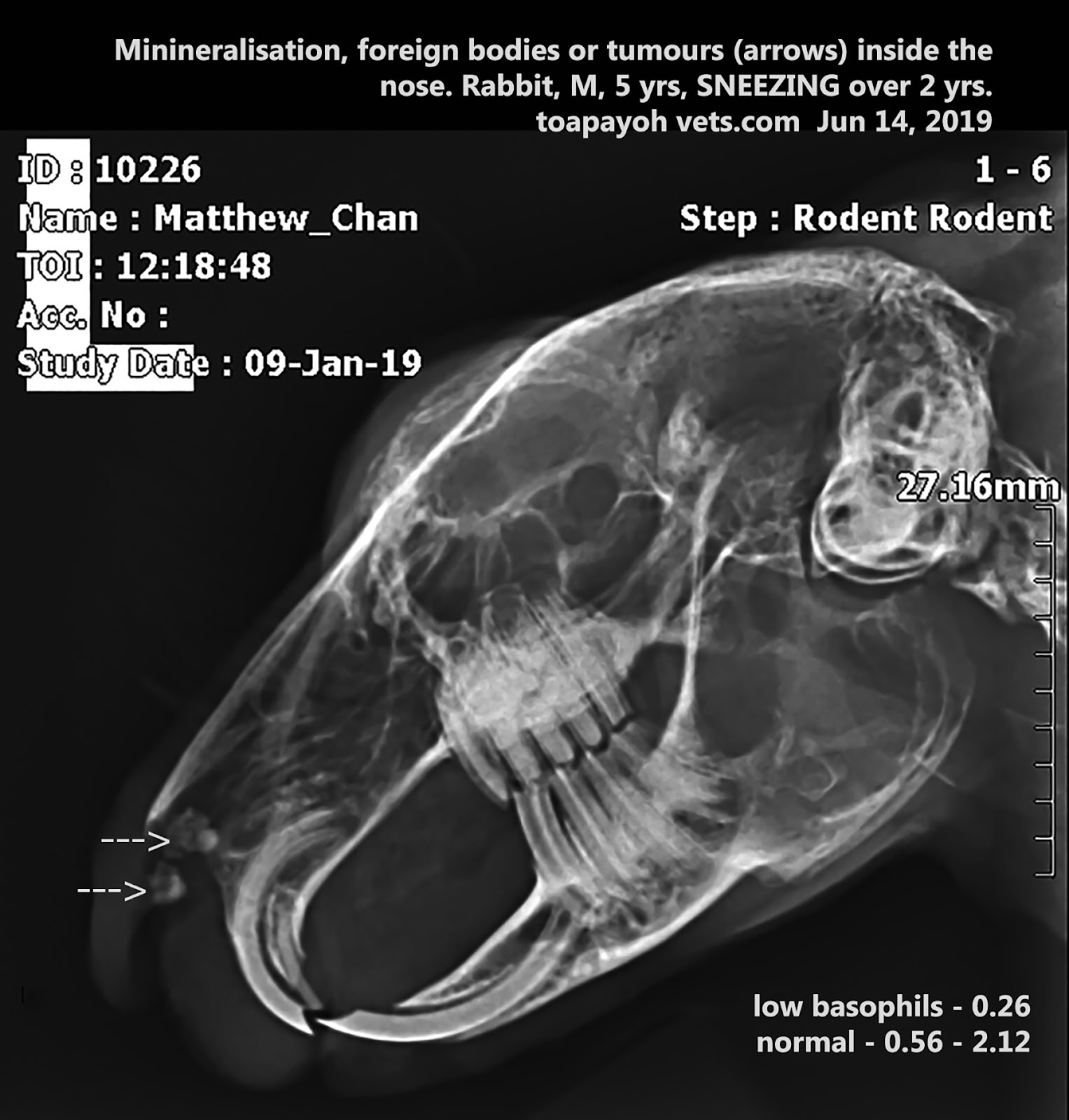 Veterinary, Photography and Travel Stories for vet students and pet