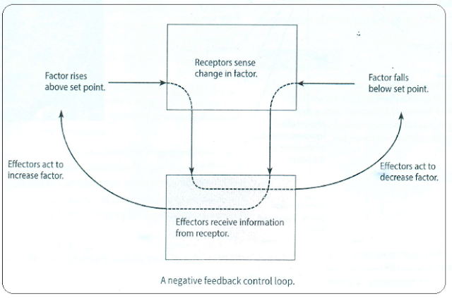 #108 Homeostasis in mammals | Biology Notes for A level