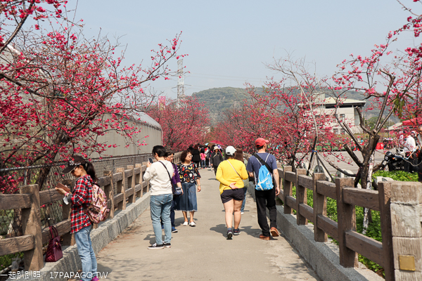台中后里|2019后里泰安櫻花季2/16-3/3|全台最美泰安派出所|免費賞櫻熱門景點 台中后里|2019后里泰安櫻花季2/16-3/3|全台最美泰安派出所|免費賞櫻熱門景點