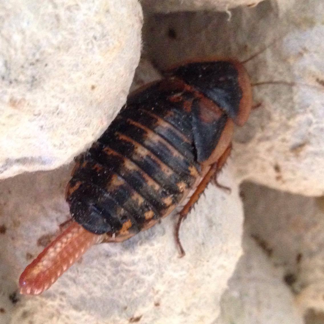 El Mundo de Largo Cucarachas Dubias