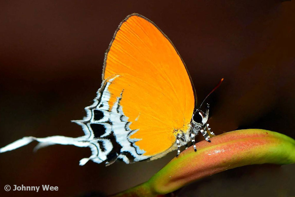 Butterflies of Singapore: Butterfly Photography at Our Local Parks ...