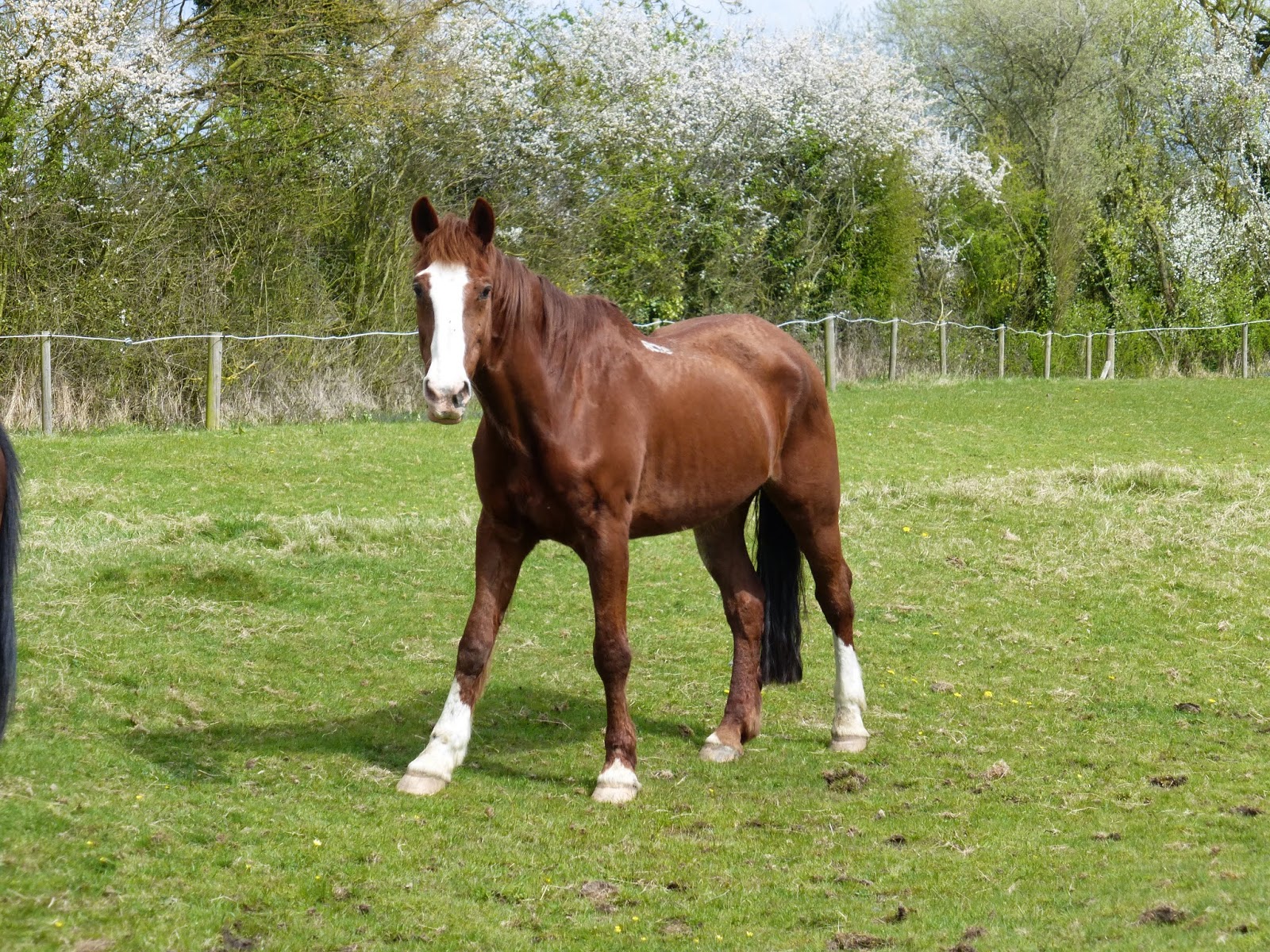 Horse Life and Love Feeding Dandelions to Horses