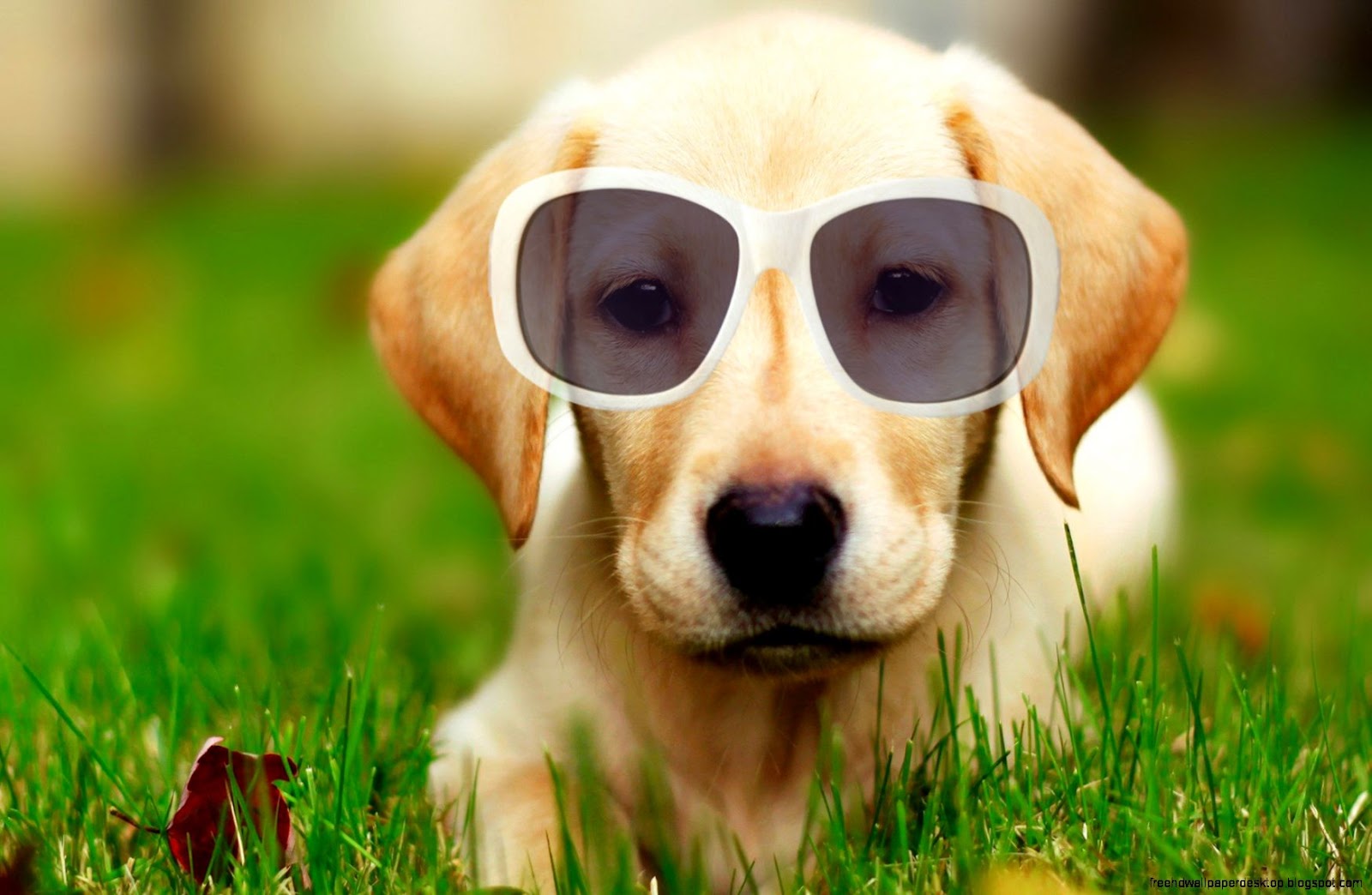 Labrador Retriever Puppy