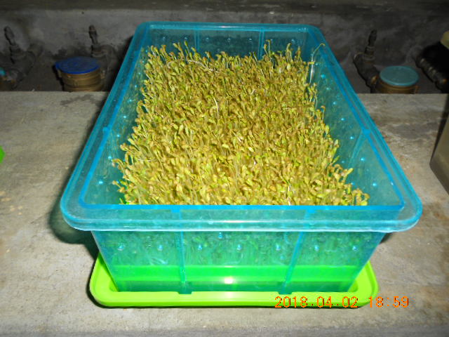 ��Ī��,��Ī�گ�,fenugreek,fenugreek-seeds,�����l,��Ī�ڽ��n,��Ī�ڬ�\��,��Ī�گ��\��,��Ī�ڵo����,��Ī�ڬ�