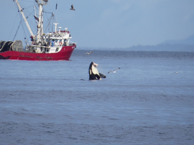 Orca at Nanoose Bay British Columbia Canada
