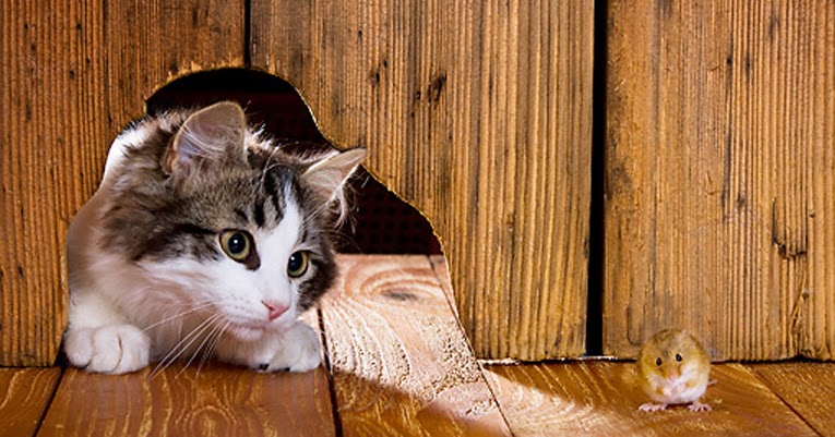 Indonesian Folklore (Folklor Indonesia): Cat and Mouse