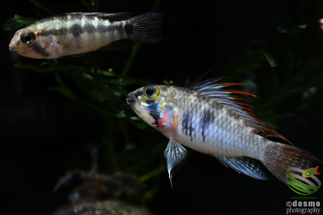 Apistogramma sp. D39 (sp. Alto Vaupés I)