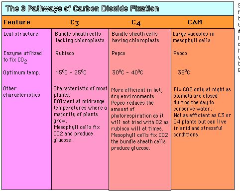 c4 cam c3 plants photosynthesis comparison pdf essay between pathways differences software