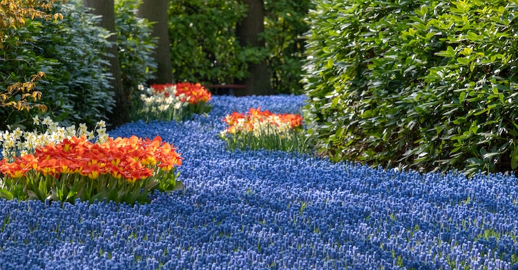 The Spectacular 'Flower Stream' Garden In Holland Bursts With Seven Million Colorful Blooms