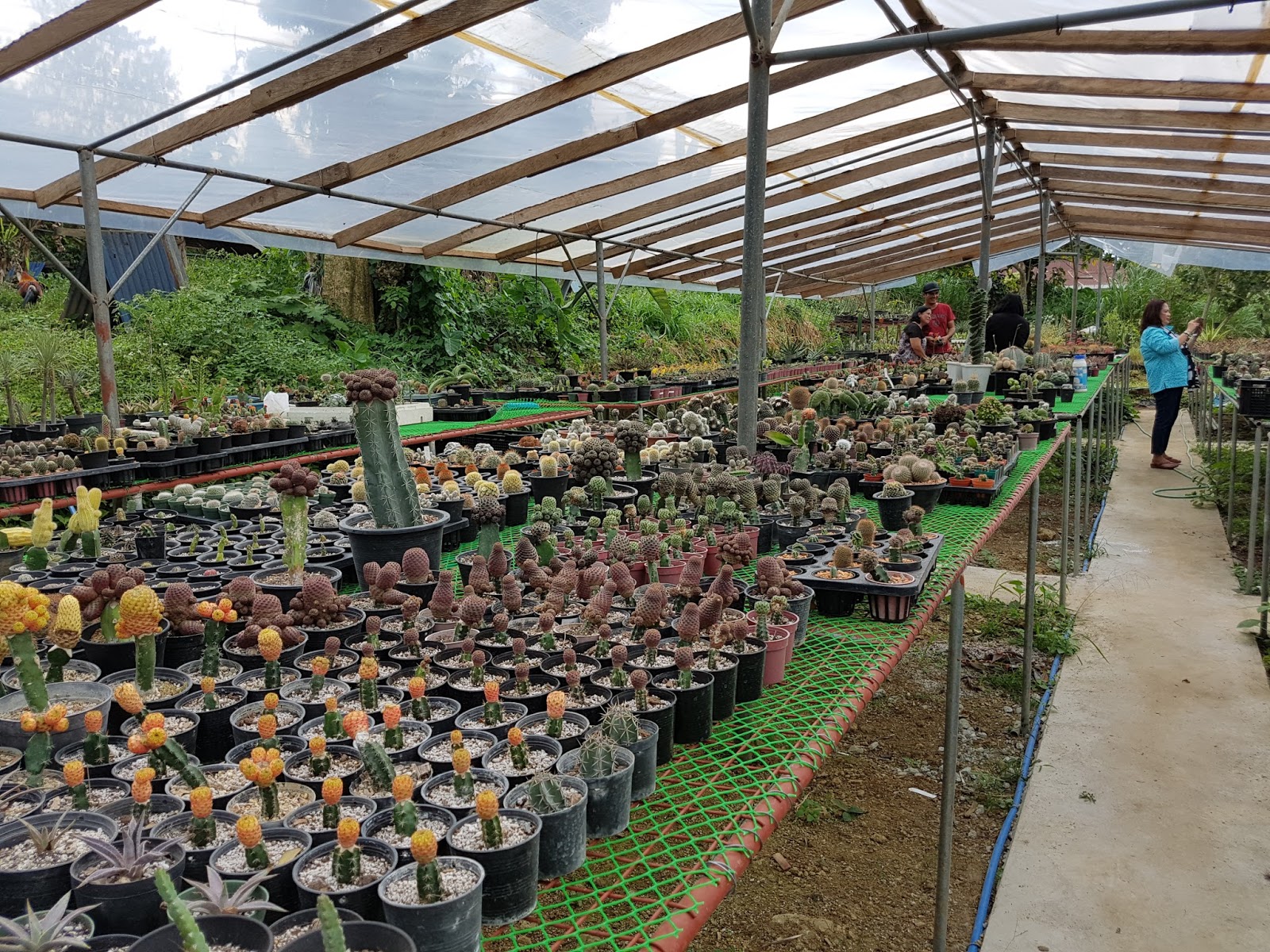 SHARING THE BEST OF THE PHILIPPINES Amazing Ornamental Plants in Tagaytay