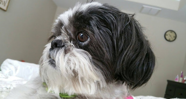4 Problemas de saúde mais comuns do Shih Tzu
