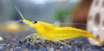 Yellow Fire Shrimp